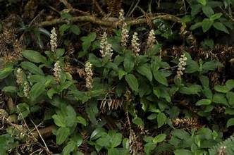 Goodyera foliosa